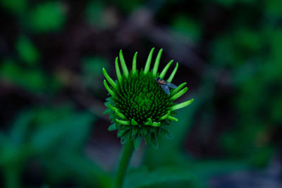 Close-up of green plant