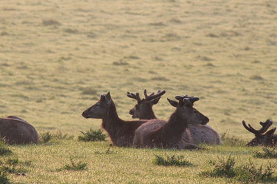 Deer in a field