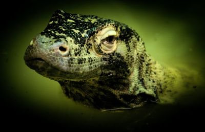 Close-up portrait of an animal