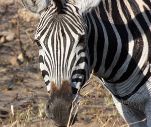 View of a zebra