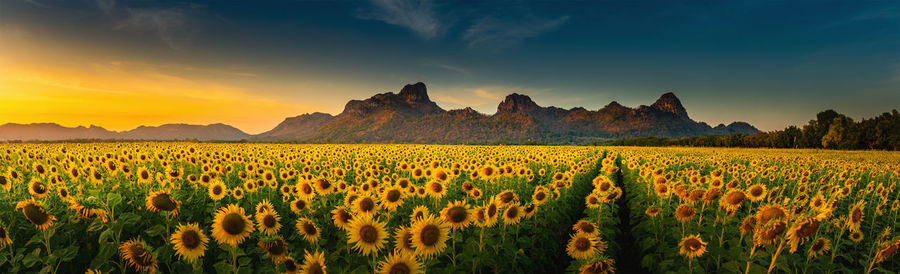 Scenic view of field against sky during sunset