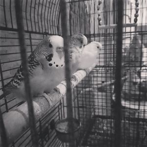 cage