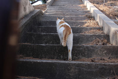 staircase