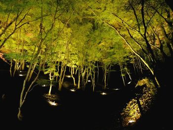Scenic view of trees at night