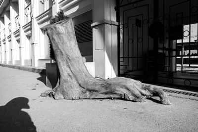 Dog resting in a building