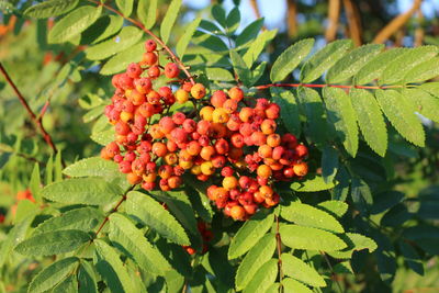 Close-up of red leaves