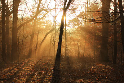 Trees in forest