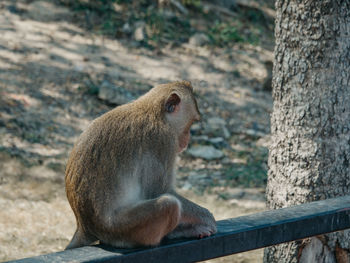 Monkey sitting on tree