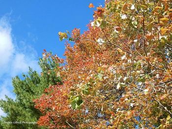 Low angle view of tree against blue sky