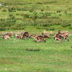 Horses grazing on grassy field