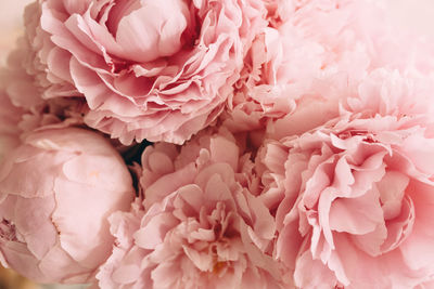 Full frame shot of pink roses