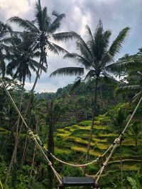 Palm trees on landscape against sky