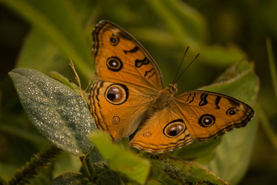 Close-up of butterfly on leaf