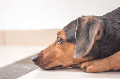 Close-up of dog resting