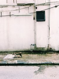 Bird on window