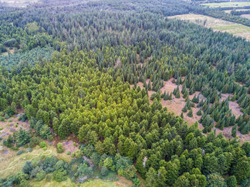 High angle view of plants growing in forest