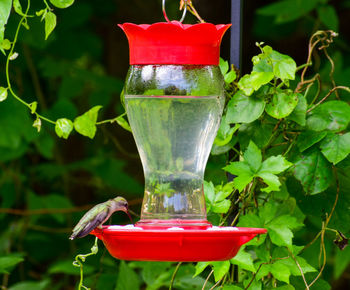 Hummingbird at rest