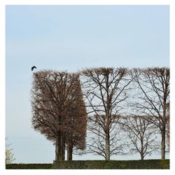 Low angle view of bare trees against clear sky