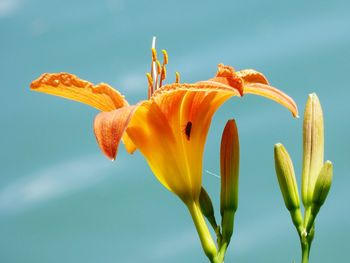 Close-up of orange flowering plant