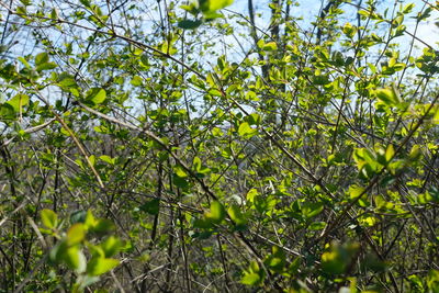 Low angle view of leaves on tree
