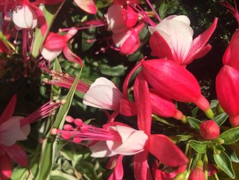 Close-up of red flowers blooming outdoors