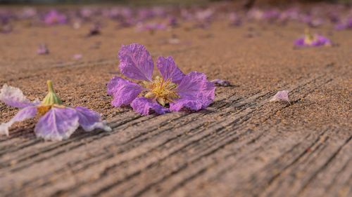 Close-up of purple flowering plant