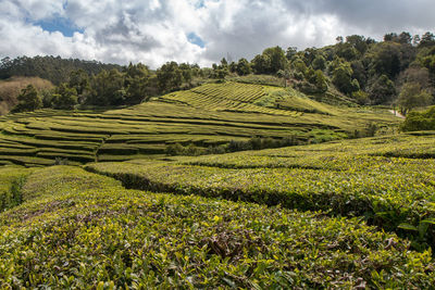 Scenic view of agricultural field against sky