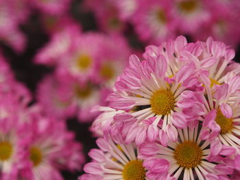 Close-up of pink flowering plants