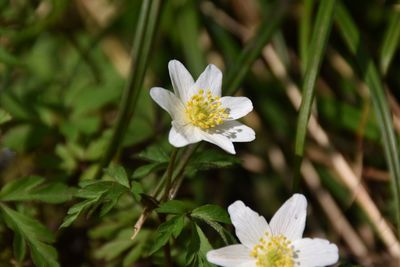 Close-up of white flowering plant