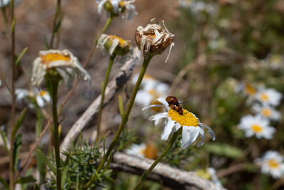 Close-up of bee pollinating on flower