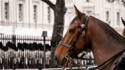 horse