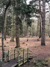 Trees on field in forest