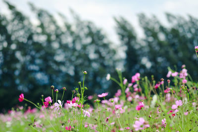 Close-up of pink flowering plants on field