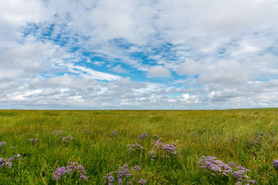 Scenic view of field against sky