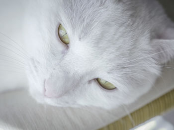 Close-up of white cat