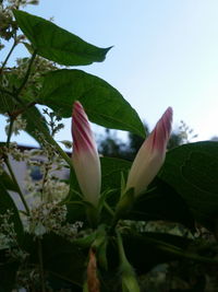 Close-up of pink flower