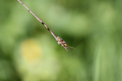 Close-up of insect on twig