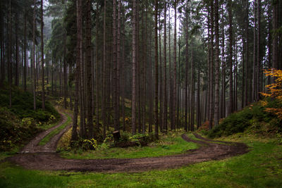 Panoramic shot of pine trees in forest