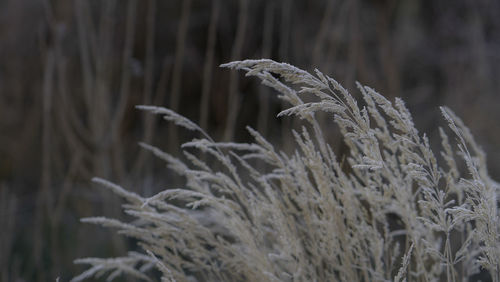 Close-up of dry plant on field during winter