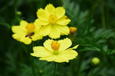 Close-up of yellow flower