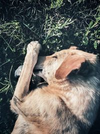 High angle view of a dog