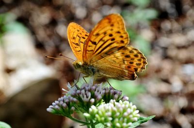 Close-up of butterfly pollinating flower