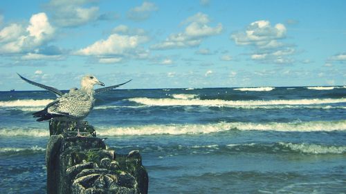 Bird perching on beach against sky