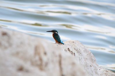 Bird perching on a sea