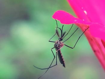 Close-up of insect on flower