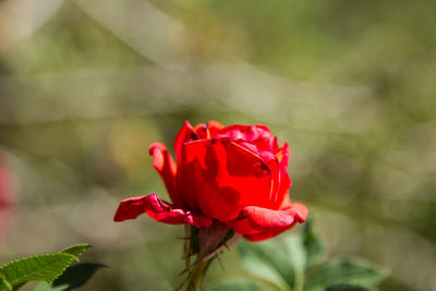 Close-up of red rose