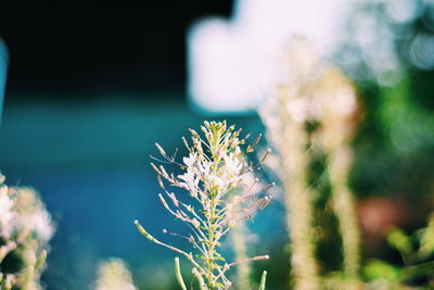 Close-up of flowering plant