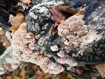 Close-up of fungus on rock