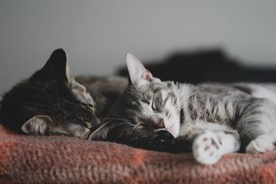 Close-up of cat sleeping