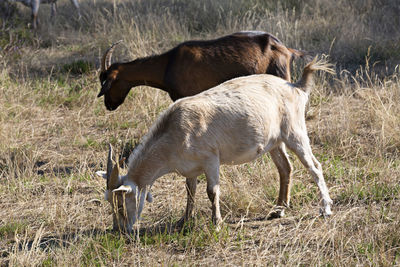 Sheep grazing in a field